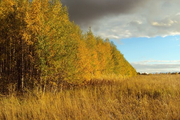 Hermoso paisaje de otoño en la naturaleza