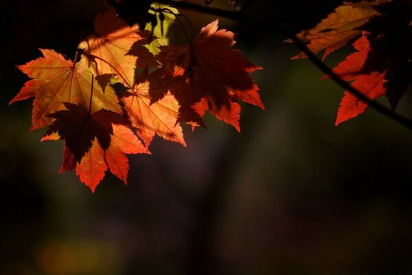 Colorful Maple leaves near