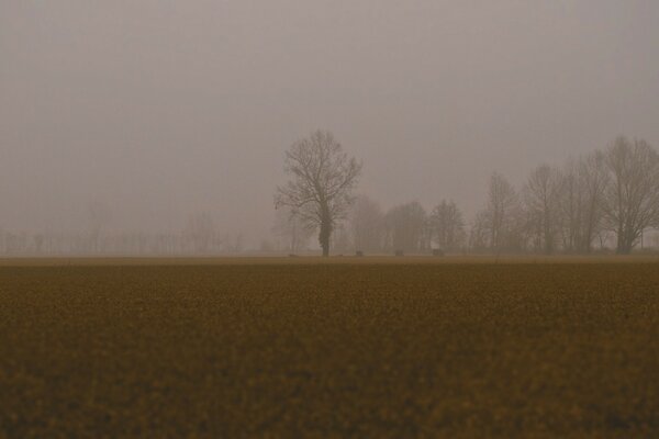 Autumn fog on the background of dawn