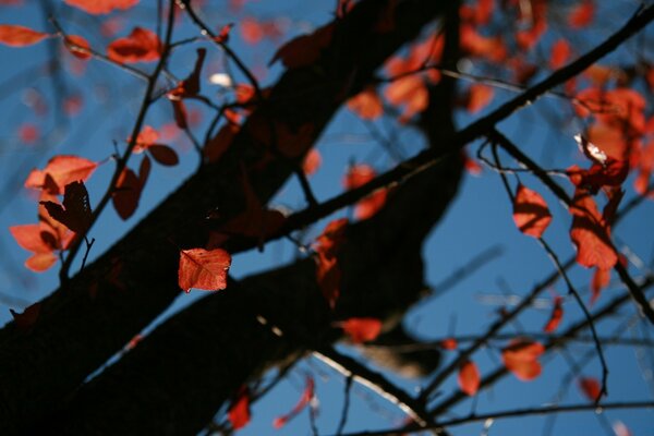 Autumn forest. The last red leaves froze