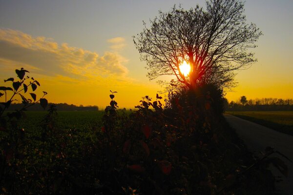 Die Sonne geht unter und der Baum schließt ihn