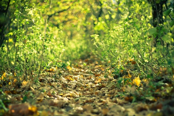 Primo piano di erba verde