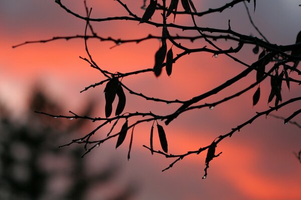 A red sunset is visible through the bare branches