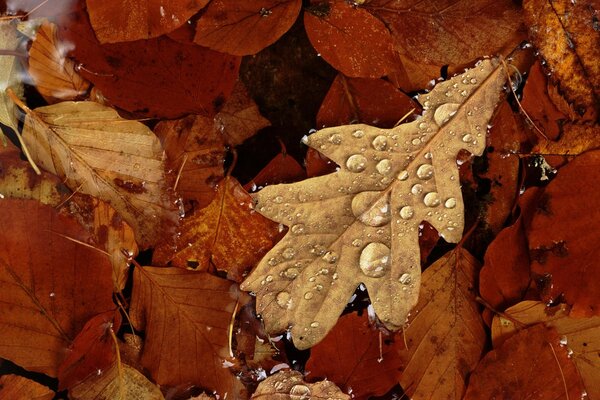 Minimalism autumn leaves with dew close-up