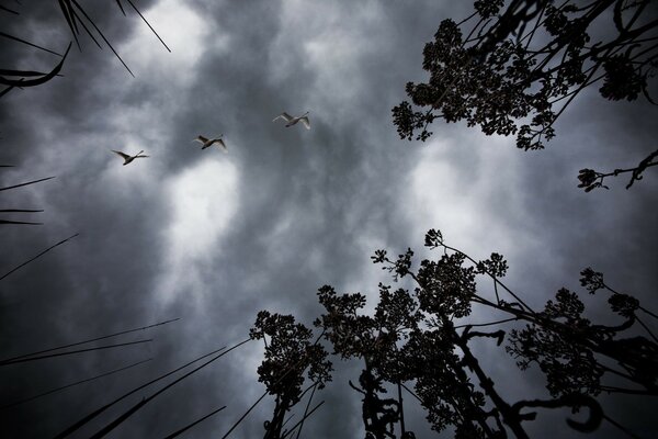 Ein dunkler Himmel und drei Schwäne fliegen über den Wald