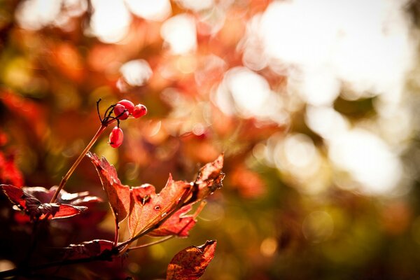 Rote Berberitze im Herbst Nahaufnahme