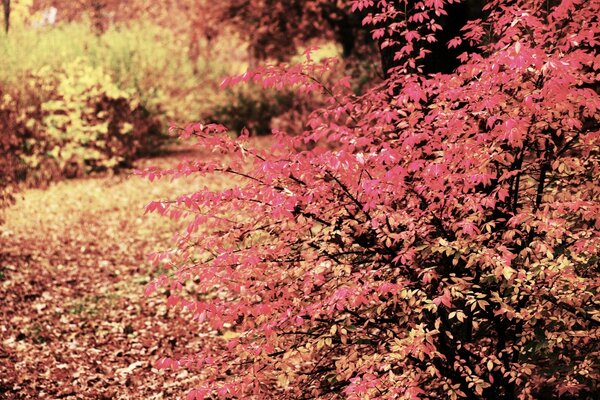 Día de otoño. Buen tiempo