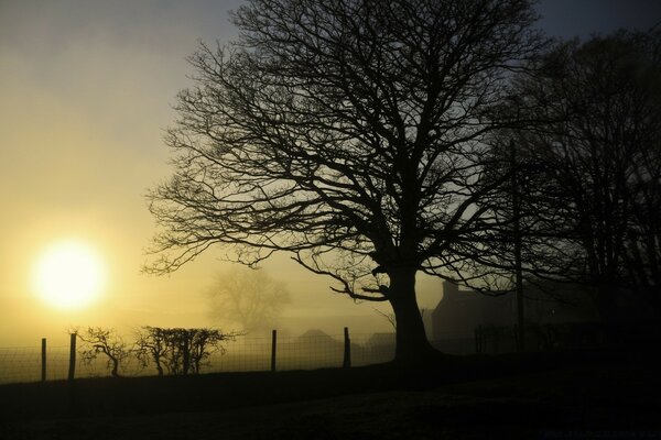 Dawn over a fallen tree in the darkness