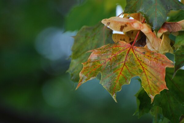 Flora de la naturaleza hoja de otoño