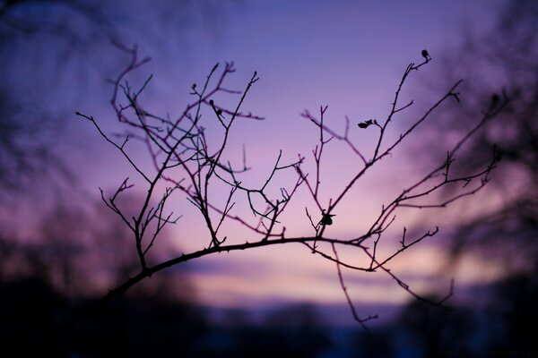 The undisguised beauty of the mysterious forest