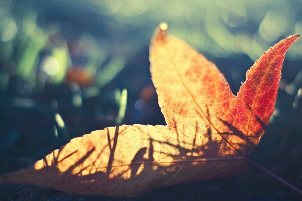 Un rayo de sol en el bosque de otoño