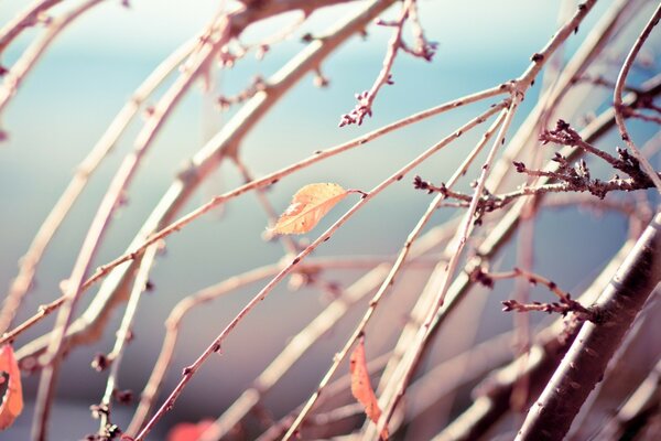 Herbstblätter auf Himmelshintergrund