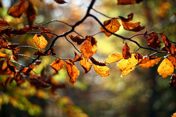 Baum mit Blättern in der Herbstsaison