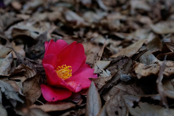 Flor rosa entre las hojas secas