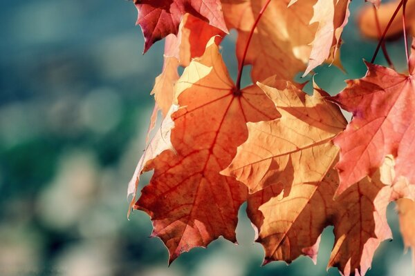 Hoja de arce de otoño en la naturaleza