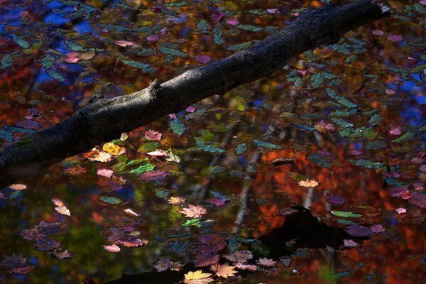 Wood in autumn with leaves