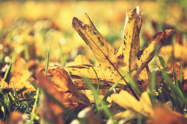 Feuilles jaunes sèches sur l herbe