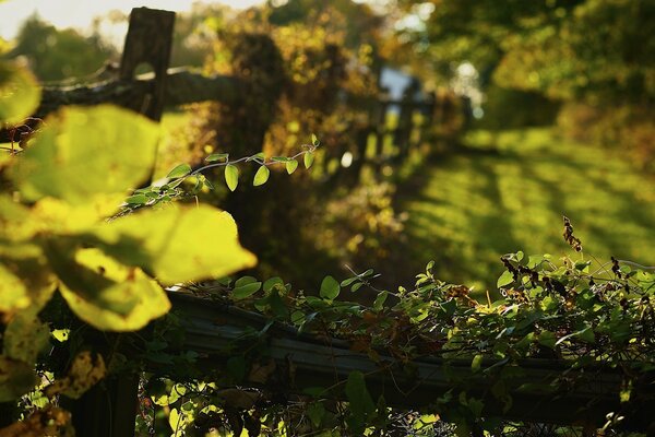 Folhas amarelas de outono sobre grama verde