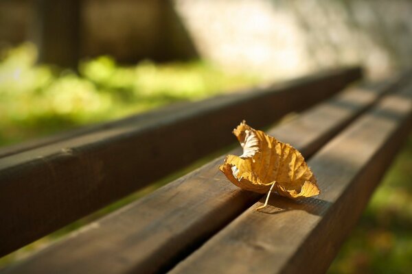 Golden autumn on a park bench