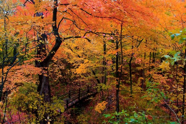 In autumn, wedge-shaped leaves, smells of wood