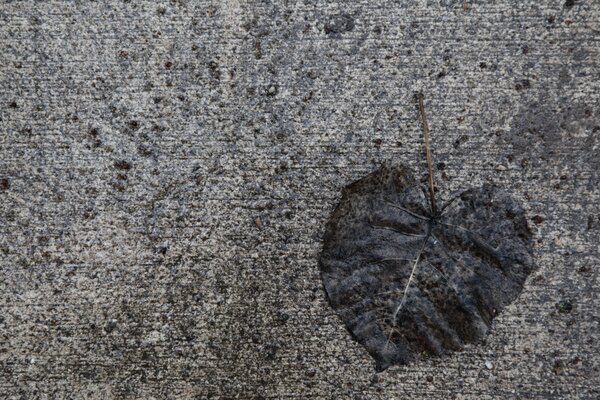 Altes Blatt auf dem Boden