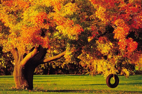 En la temporada de otoño, hermosos árboles