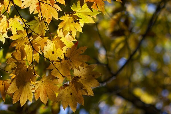 Feuilles d automne sur l arbre