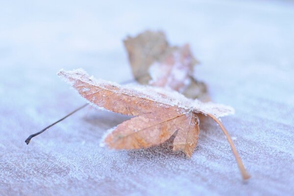 The nature of a frosty winter in the snow