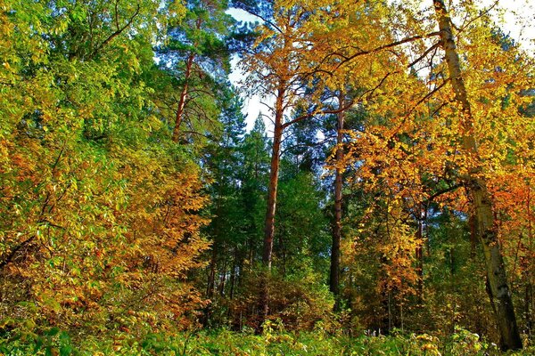 L automne approchant a commencé à peindre les arbres en jaune