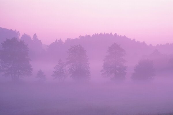 Enchanted forest covered with fog