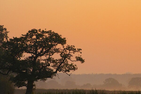 Árboles al amanecer en la niebla