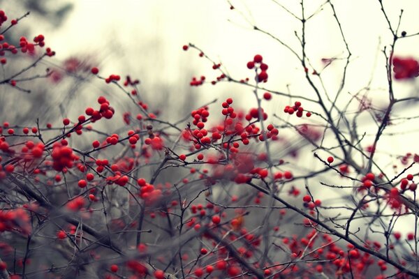 Nature in the autumn season against the background of mountain ash