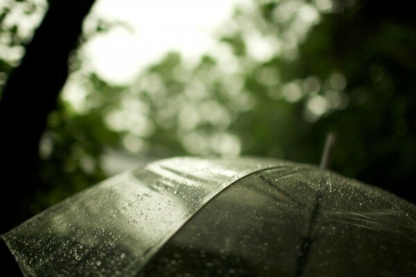 Wet transparent umbrella and tree