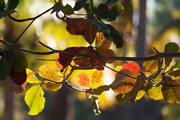 Autumn leaf. The sunbeam penetrates through