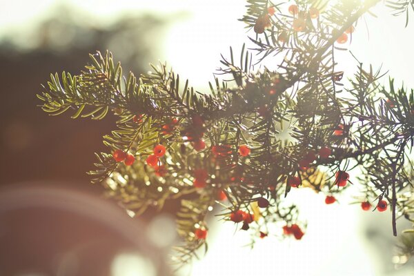 A coniferous branch freed from the shackles of snow