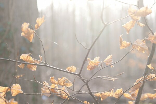 Herbstliche Natur im nebligen Wald