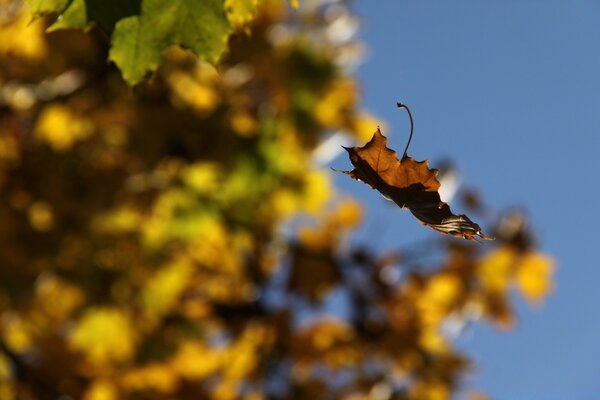 A falling autumn leaf from a tree