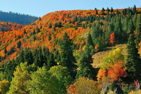 Foresta colorata in natura in autunno