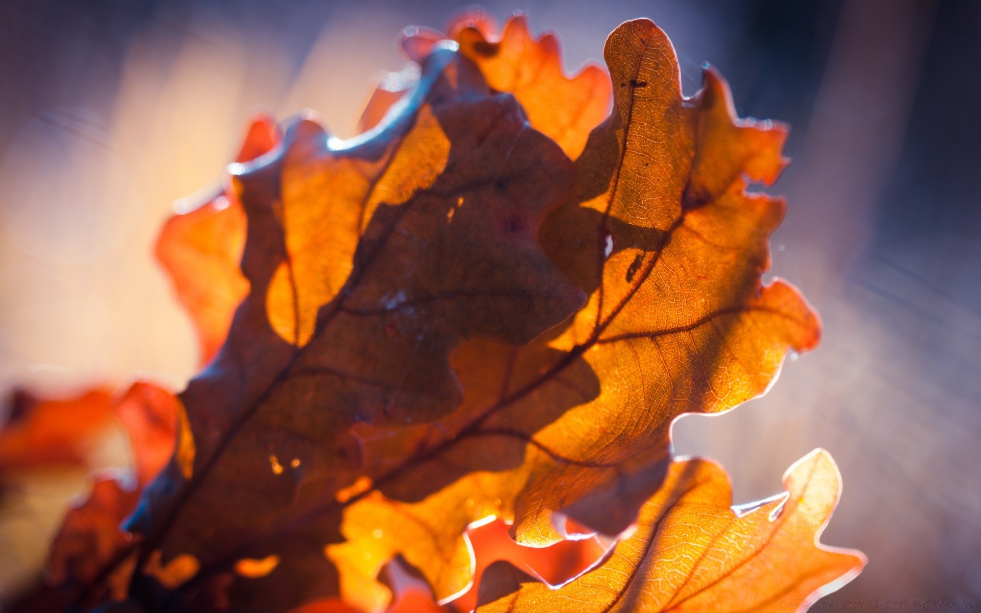 autumn fall leaf maple wood tree light nature color flora outdoors oak gold