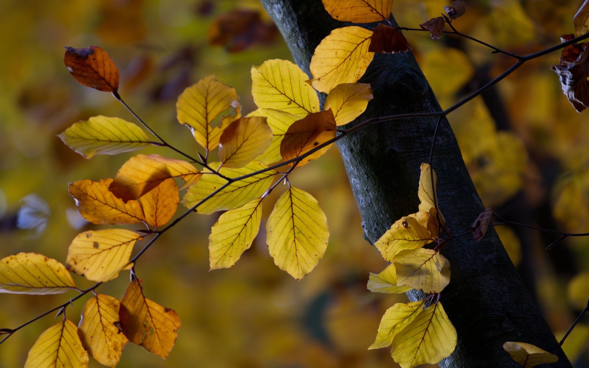 autunno foglia autunno natura albero flora stagione maple branch parco all aperto di colore brillante luce di legno bel tempo