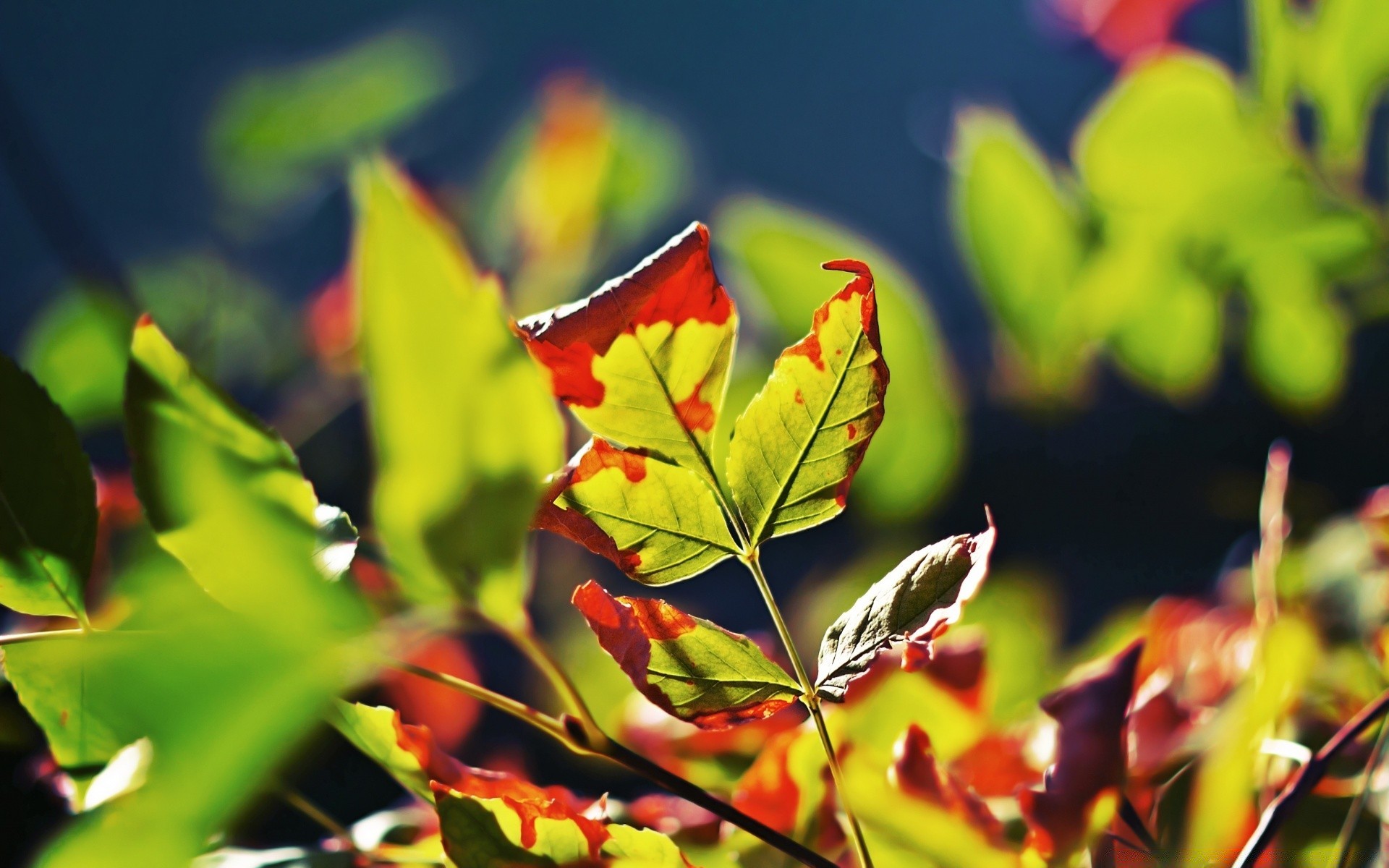 autumn leaf nature flora growth bright summer tree garden outdoors color lush fair weather tropical season branch