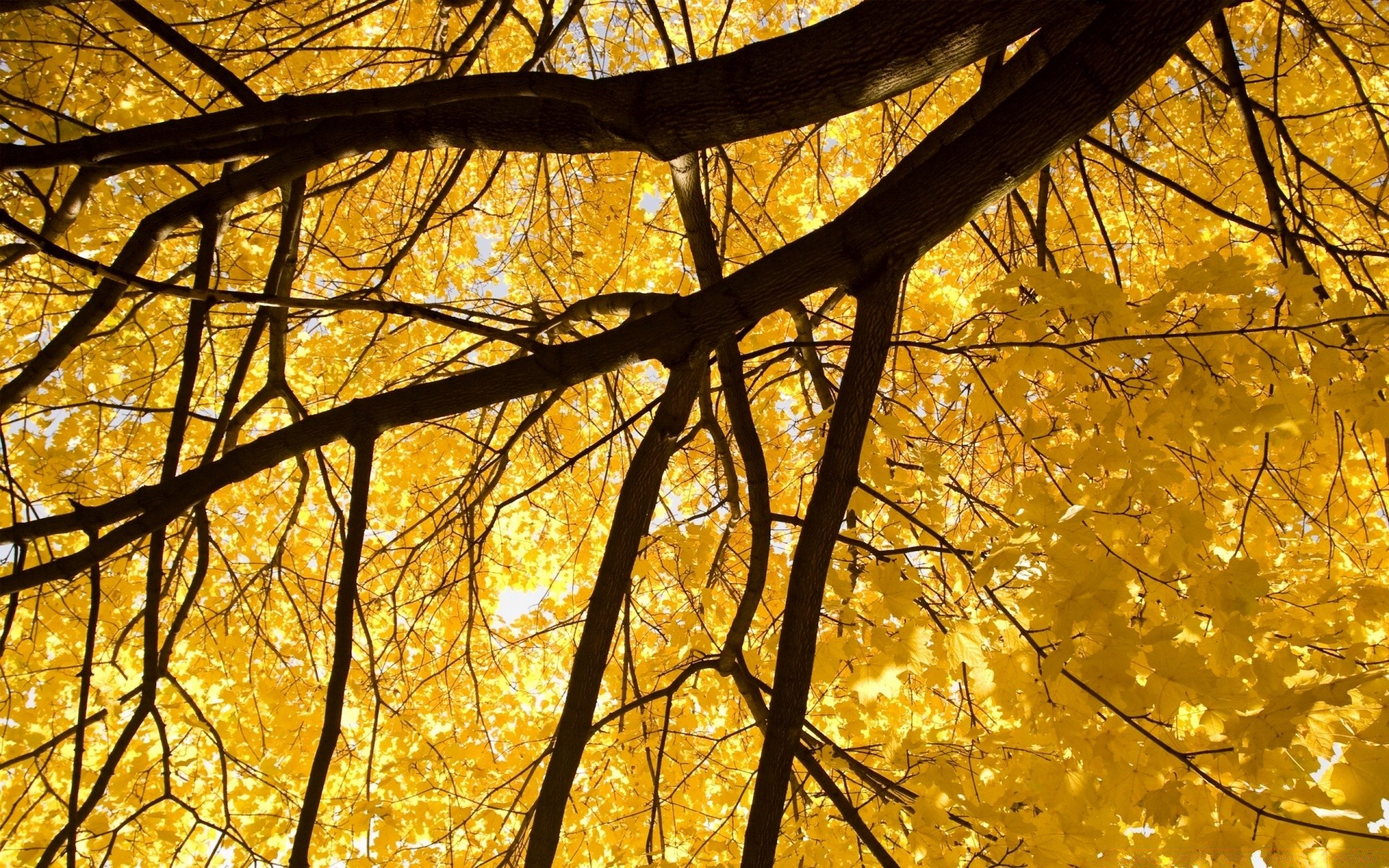 otoño otoño oro árbol madera hoja temporada escritorio rama naturaleza parque paisaje brillante arce color buen tiempo sol