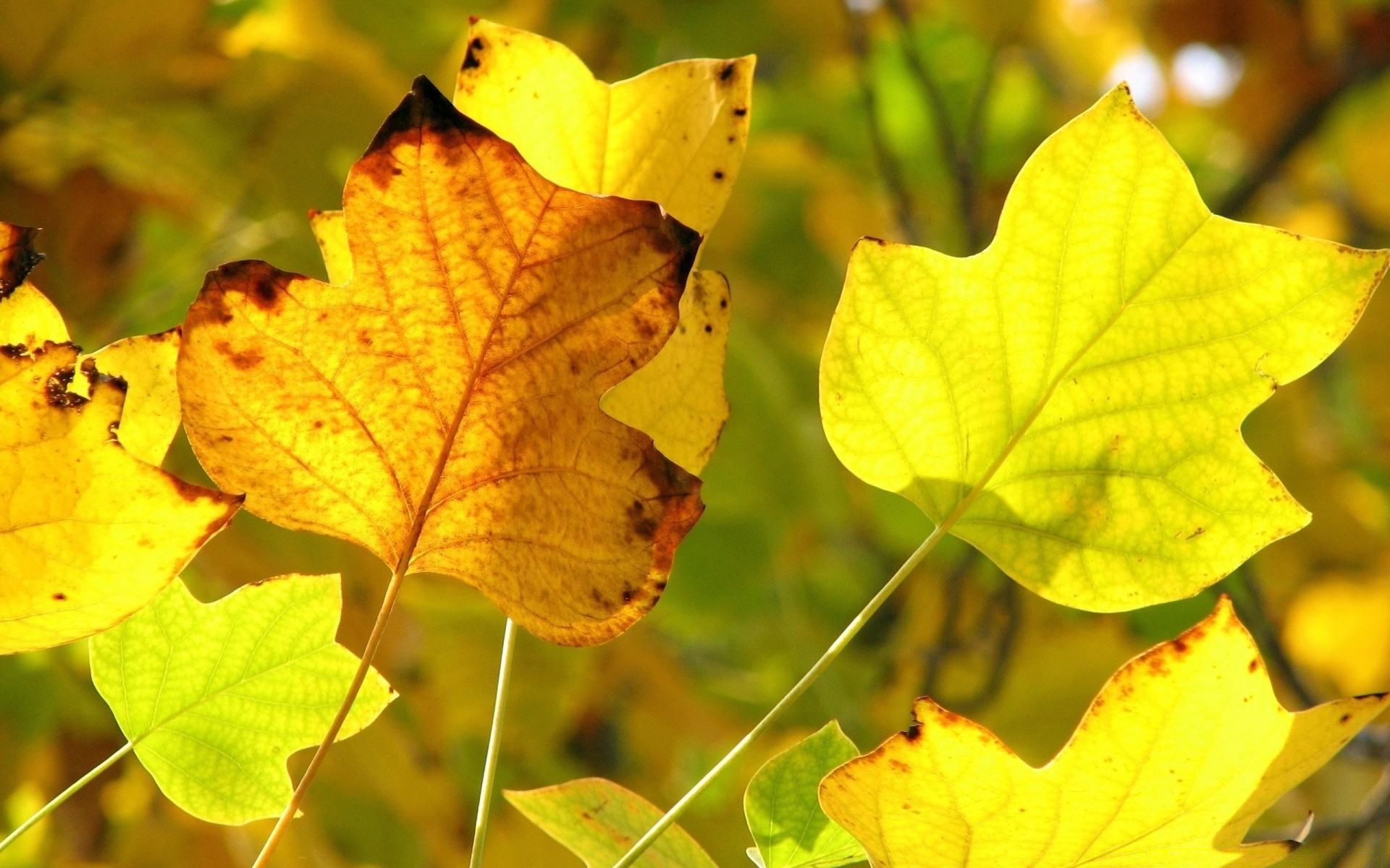 autumn leaf fall nature maple flora season bright tree color outdoors vibrant growth fair weather branch close-up change gold wood desktop