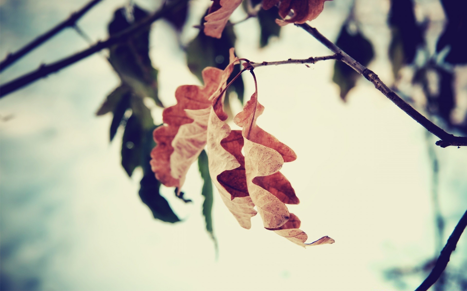 otoño hoja árbol otoño rama desenfoque naturaleza luz flor flora color al aire libre iluminado escritorio abstracto invierno