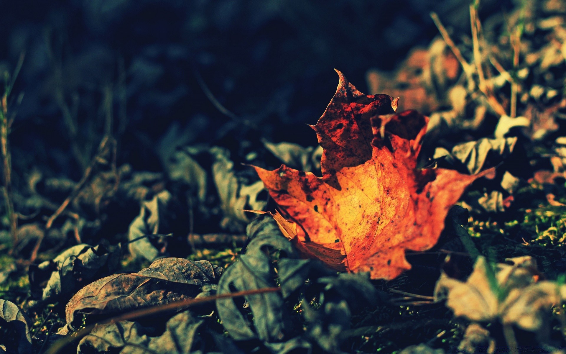 autunno natura subacqueo all aperto acqua colore