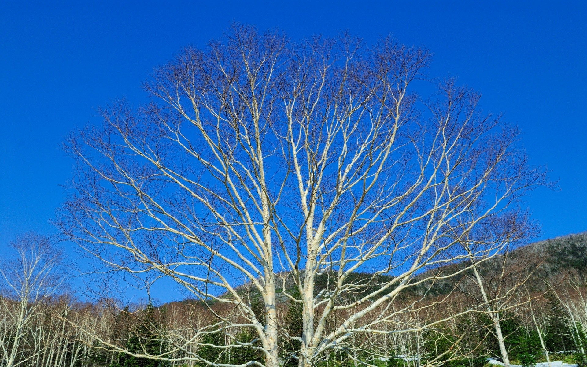 autunno albero natura paesaggio cielo legno ramo all aperto autunno stagione flora foglia inverno tempo bel tempo scena rurale campagna