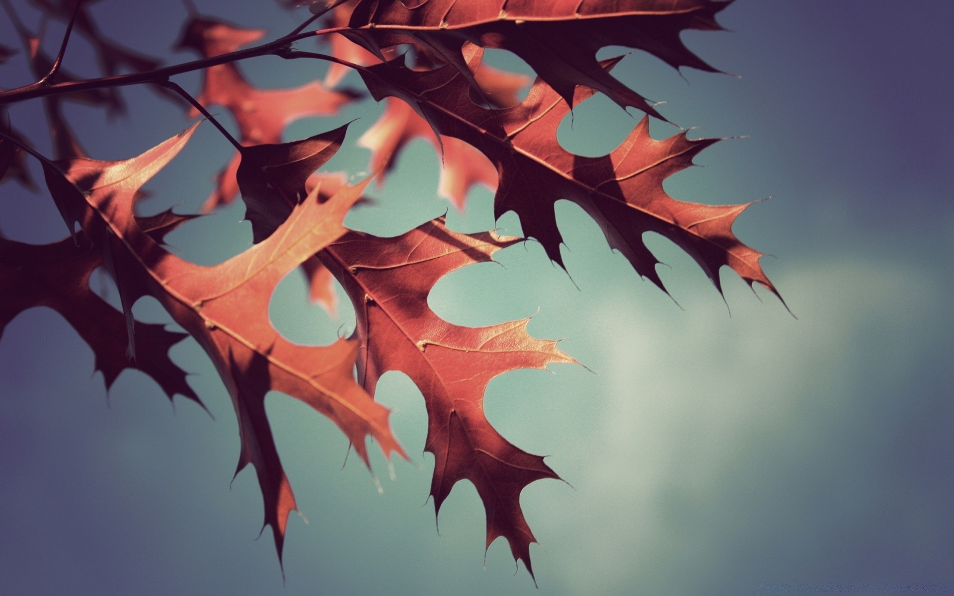 autumn desktop leaf beautiful tree color nature