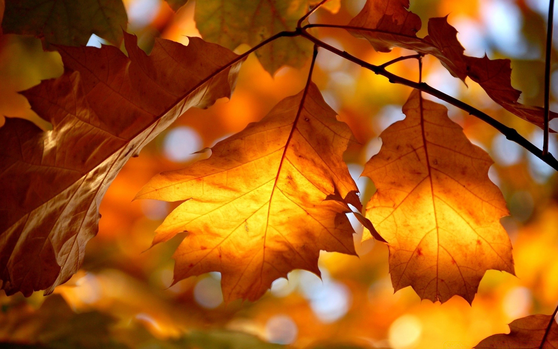 automne automne feuille érable bois saison or couleur lumineux flore nature bois lumineux branche chêne luxuriante lumière chaleur bureau texture