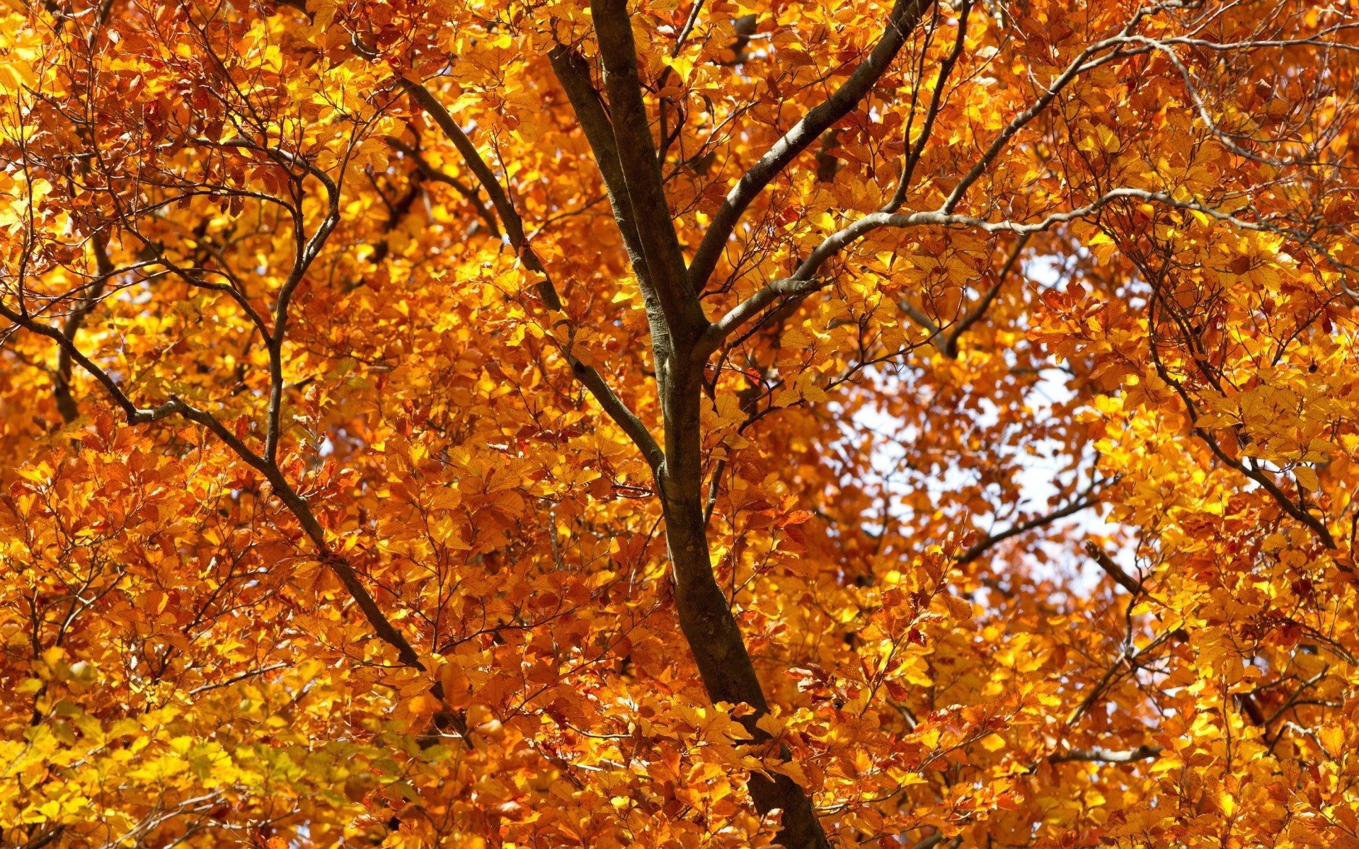 herbst herbst blatt ahorn saison holz gold holz zweig natur veränderung park hell landschaft gutes wetter umwelt farbe sonne