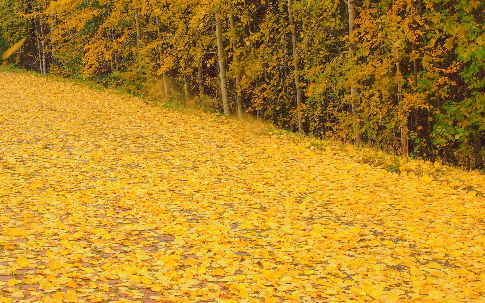 autunno autunno albero legno foglia paesaggio natura stagione parco all aperto scenic oro ambiente colore luce del giorno flora desktop